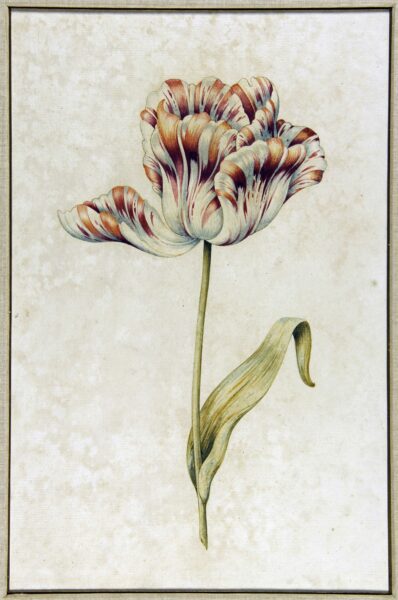Anthony Claesz attributed Elegant Tulip Old master drawing for sale