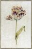 Anthony Claesz attributed Elegant Tulip Old master drawing for sale